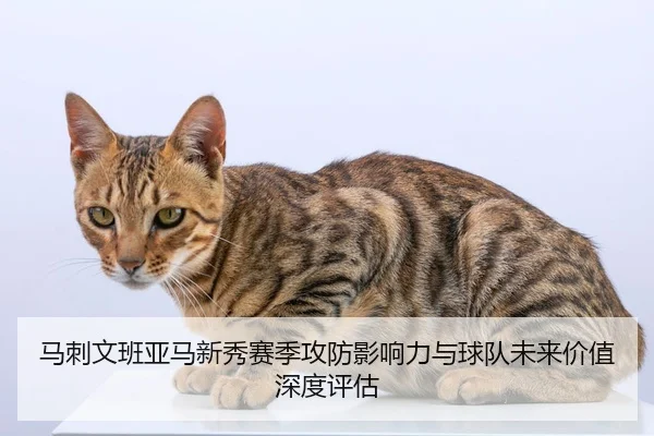 马刺文班亚马新秀赛季攻防影响力与球队未来价值深度评估